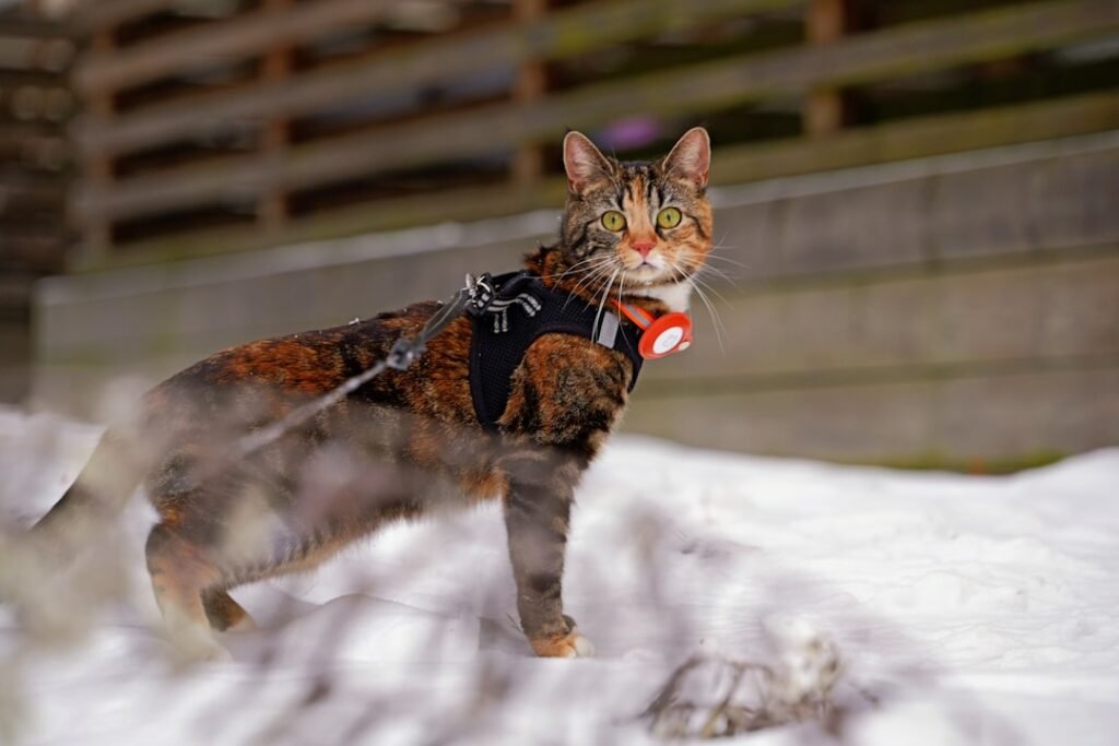 Photo Safety harness